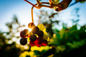 grapes on vine with sunlight filtering through the grapes
