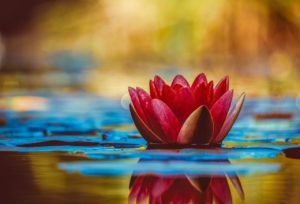 red water lily